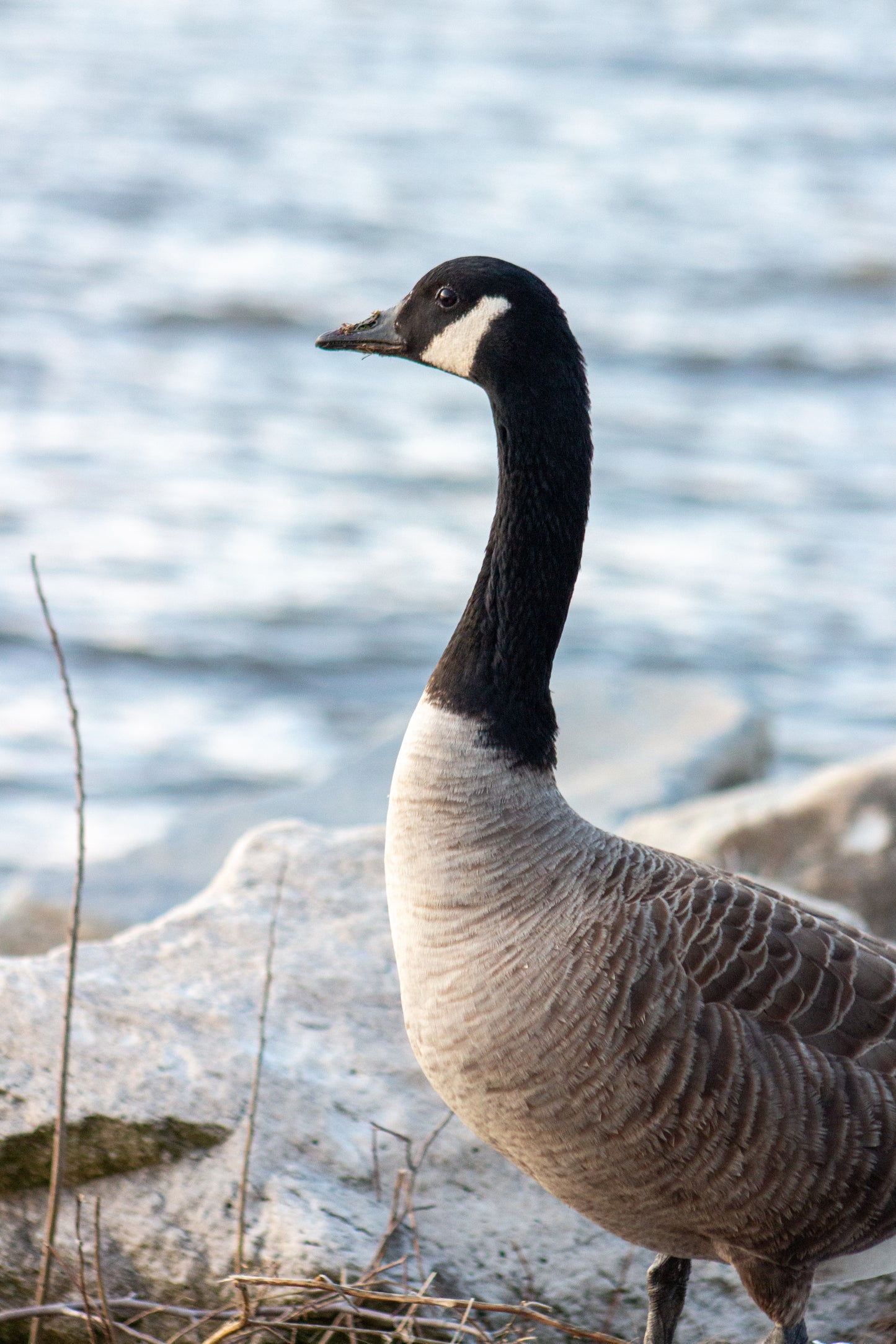 Canada Goose by the Water