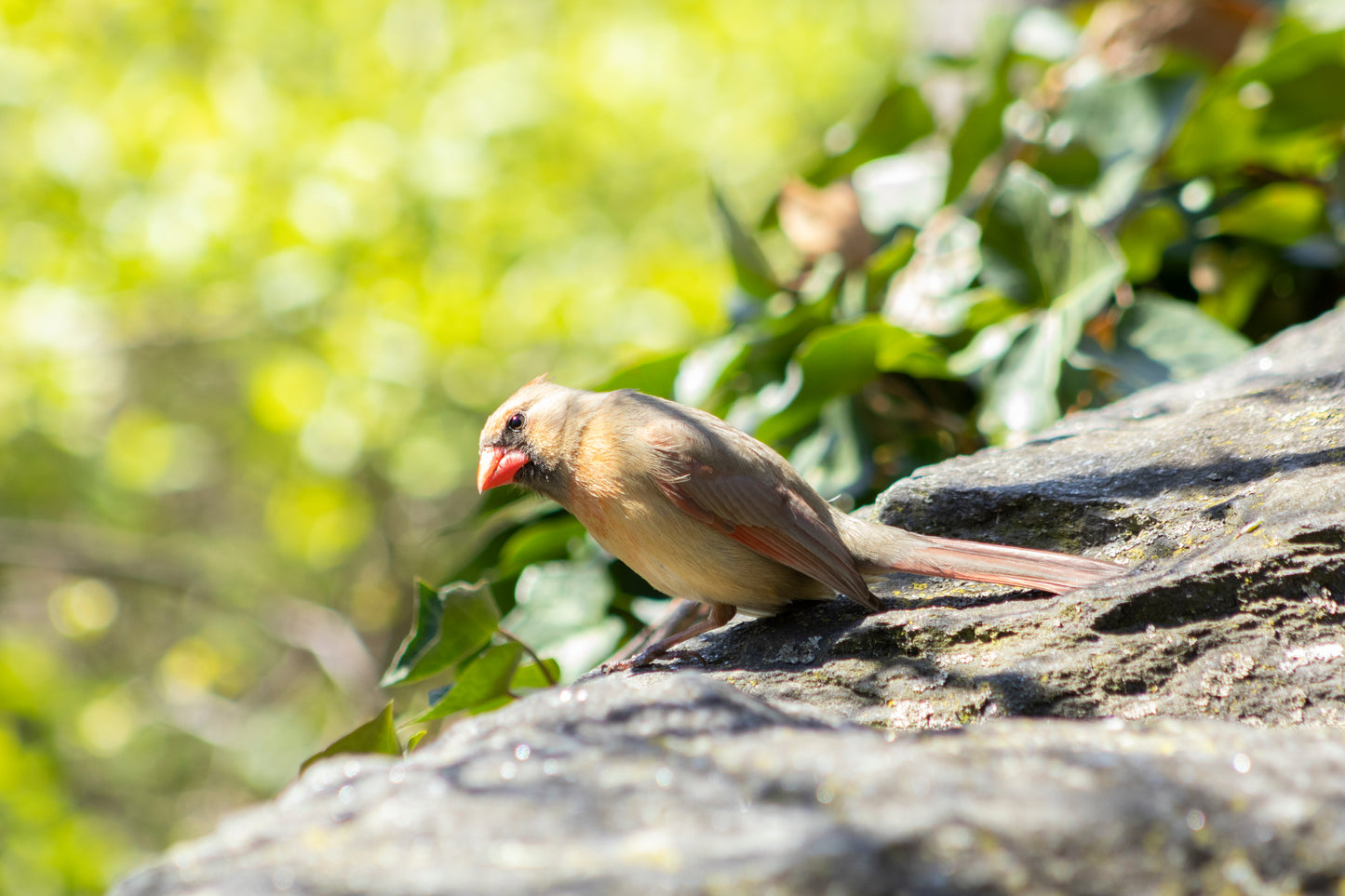 Cardinal bird perched on a rock with green foliage in the background