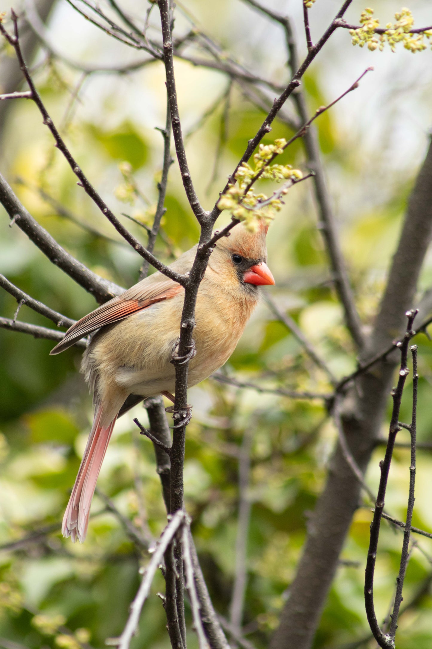 Female Cardinal Among Spring Buds