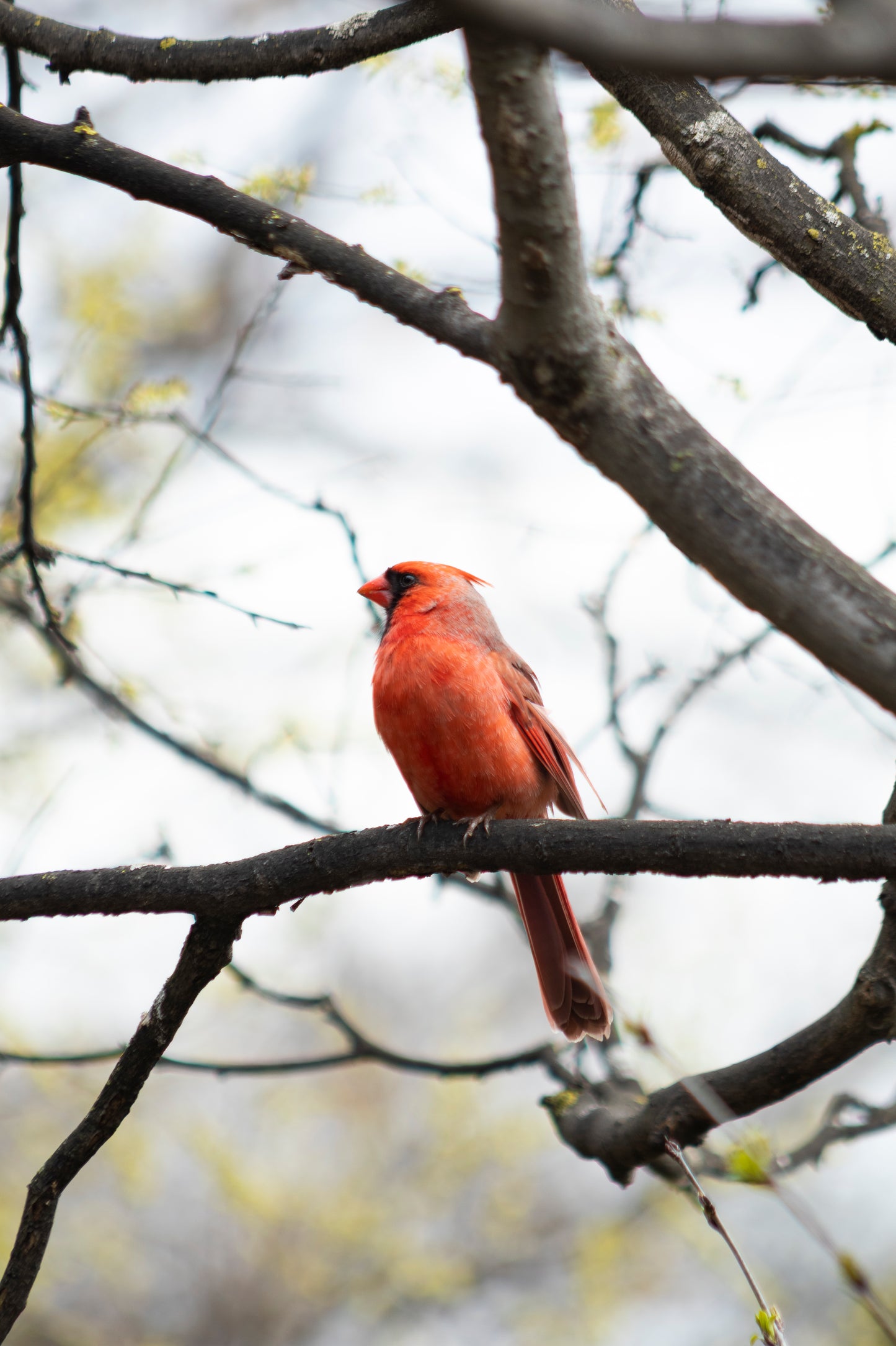 Male Cardinal on Branch