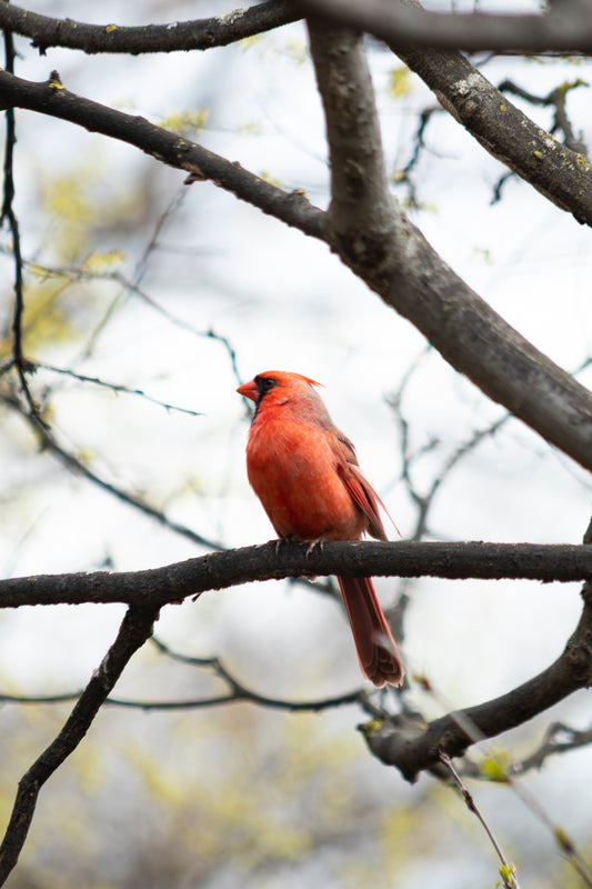 Male Cardinal on Branch