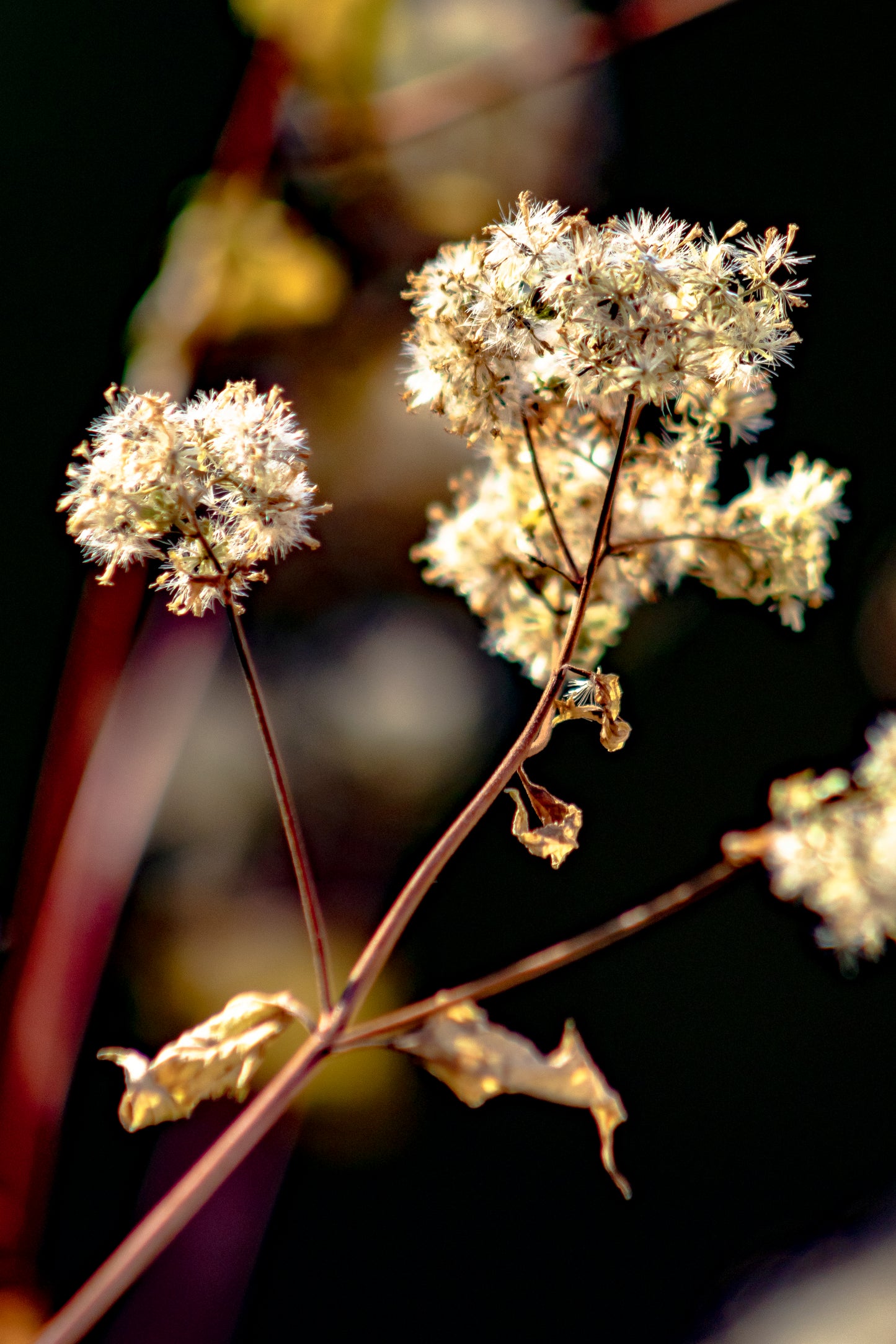 Wildflower Seed Heads