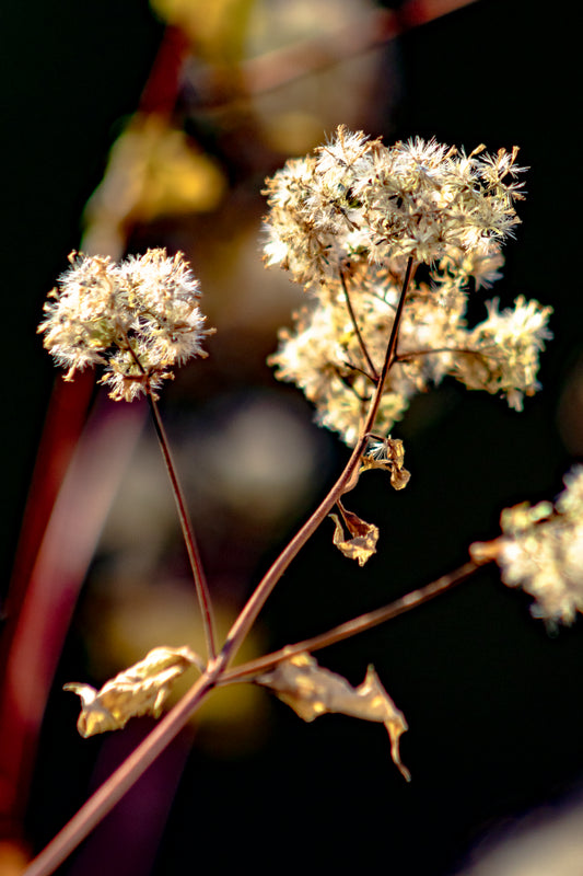 Wildflower Seed Heads