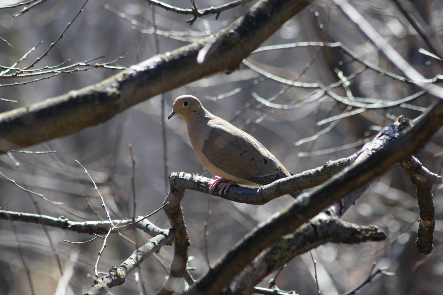 Mourning Dove on Tree Branch