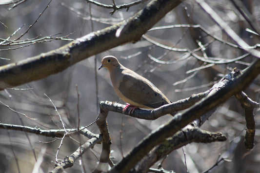 Mourning Dove on Tree Branch