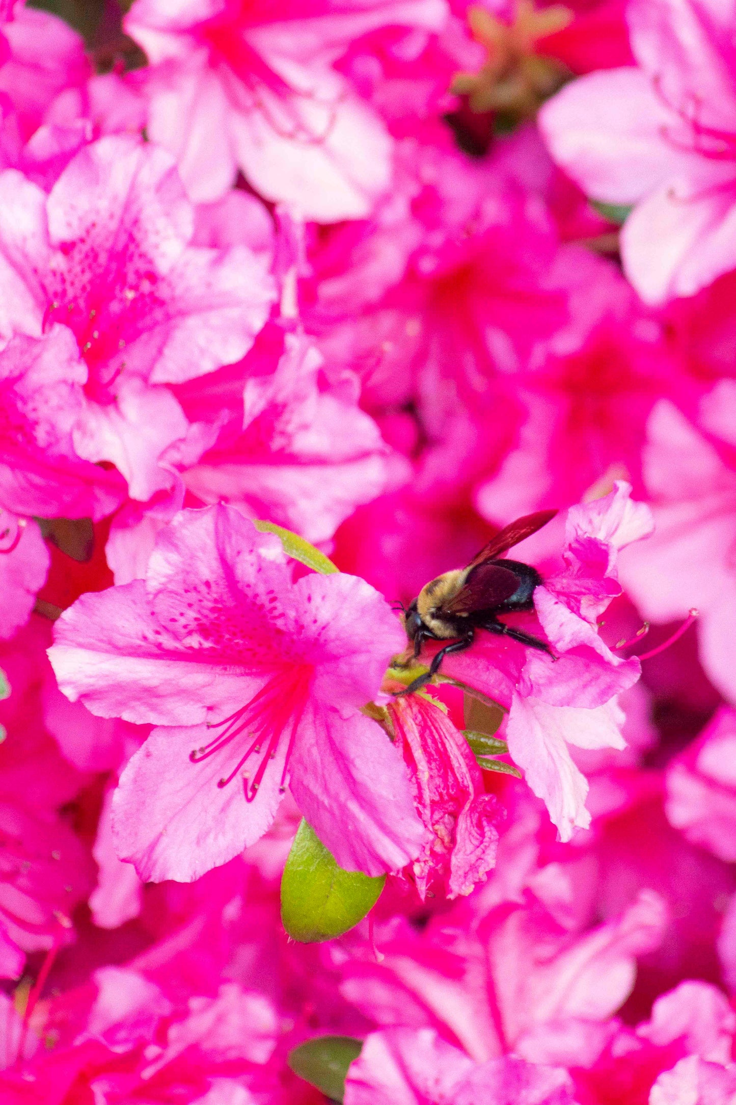Bumblebee on Vibrant Pink Blossoms
