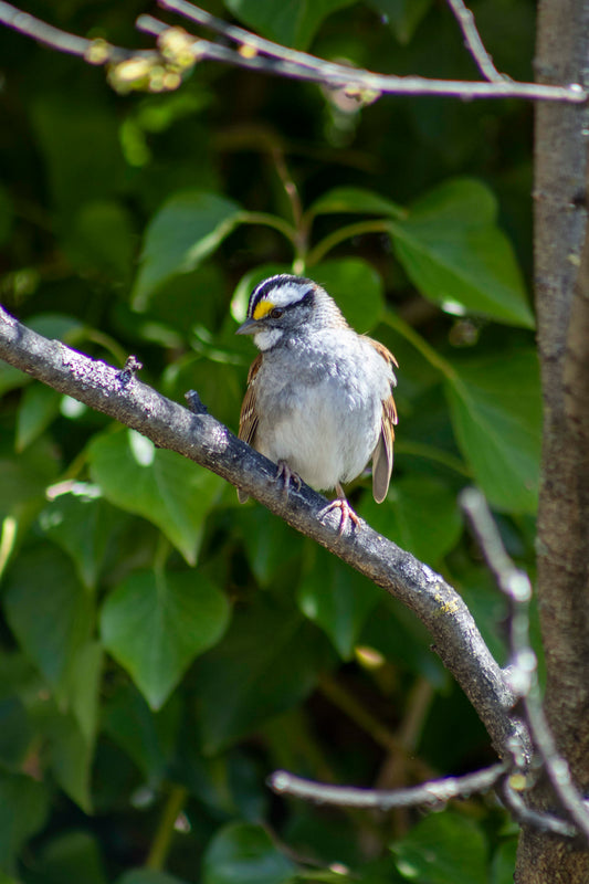 White-Throated Sparrow on Branch