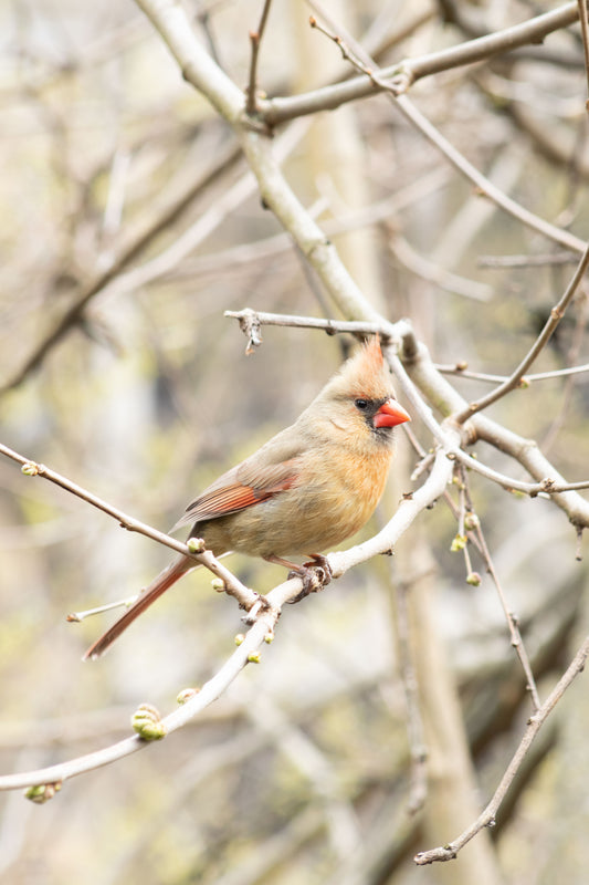 Female Cardinal in Winter Branches