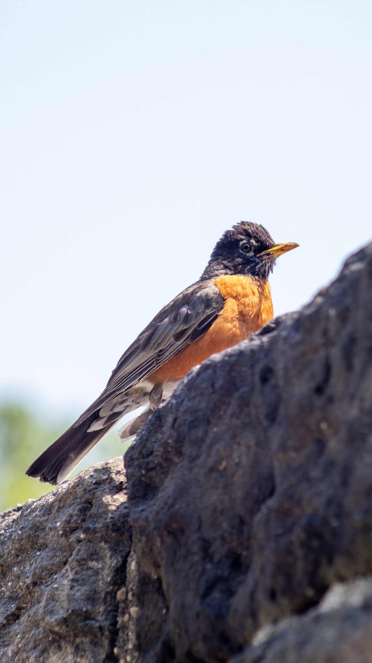 American Robin on Rock