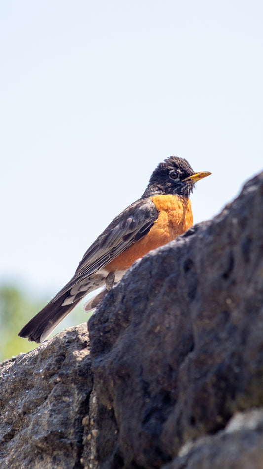 American Robin on Rock